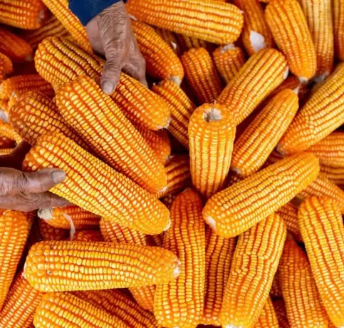 Animals corn